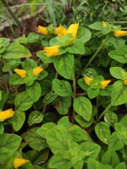 Lysimachia congestiflora