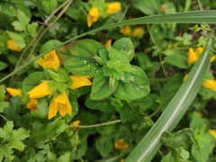 Lysimachia congestiflora