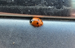 Hippodamia variegata