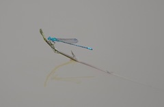 Pseudagrion microcephalum
