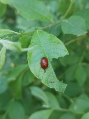 Gonioctena viminalis
