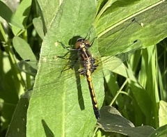 Leucorrhinia intacta