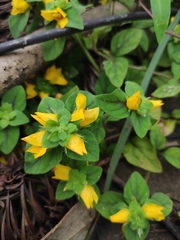 Lysimachia congestiflora