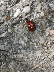 Gonioctena viminalis
