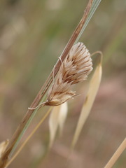 Cynaeda dentalis