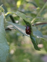 Gonioctena viminalis
