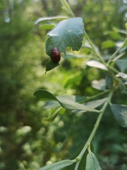 Gonioctena viminalis