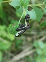Gonioctena viminalis