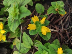 Lysimachia congestiflora