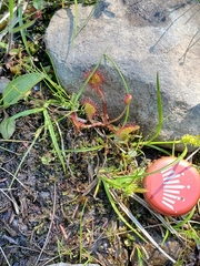 Drosera rotundifolia image