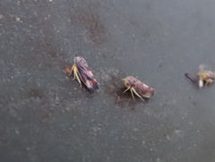 Pediopsoides distinctus