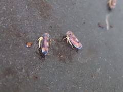 Pediopsoides distinctus