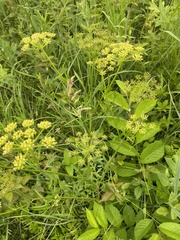 Polytaenia nuttallii