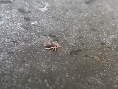 Pediopsoides distinctus