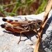 Arcyptera brevipennis vicheti - Photo (c) Bastien Louboutin,  זכויות יוצרים חלקיות (CC BY-NC), הועלה על ידי Bastien Louboutin