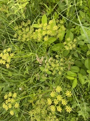 Polytaenia nuttallii