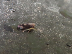 Pediopsoides distinctus