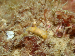 Crimora papillata