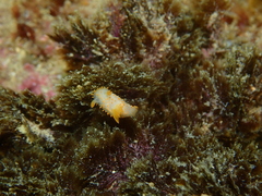 Crimora papillata