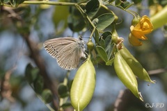 Iolana iolas