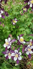 Aquilegia coerulea