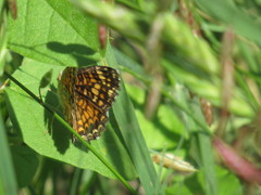 Phyciodes graphica
