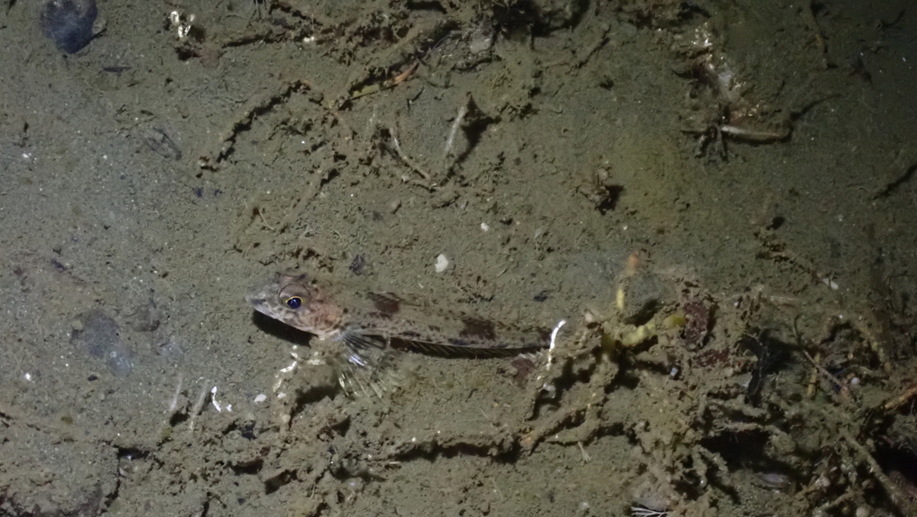 Slim Sculpin