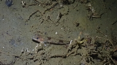 Radulinus asprellus