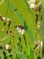 Ammophila procera image