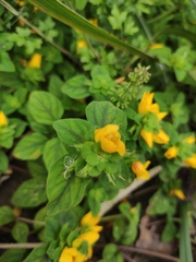 Lysimachia congestiflora