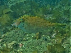 Scobinichthys granulatus