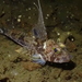 Spotfin Sculpin - Photo (c) canaryrockfish, some rights reserved (CC BY-NC), uploaded by canaryrockfish