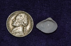 Anomalocardia cuneimeris