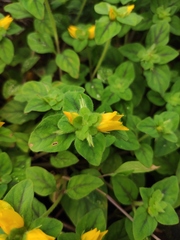 Lysimachia congestiflora