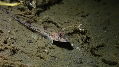 Radulinus asprellus