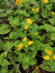 Lysimachia congestiflora