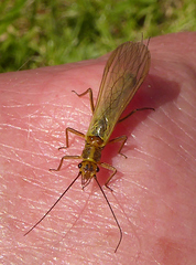 Isoperlinae