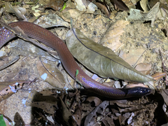 Pseudoboa neuwiedii