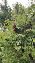 Rhus typhina