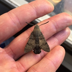 Macroglossum stellatarum