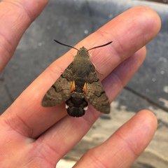 Macroglossum stellatarum