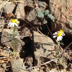 Thymophylla concinna