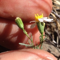 Thymophylla concinna