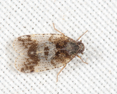 Cixius pini