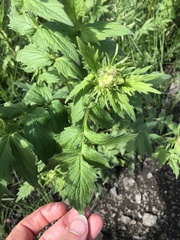 Valeriana officinalis