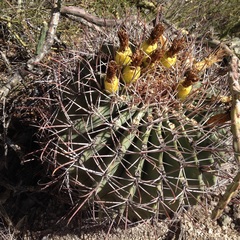 Ferocactus emoryi emoryi