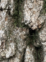 Opilioninae