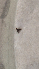 Chrysopilus quadratus