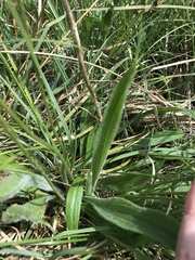 Plantago lanceolata