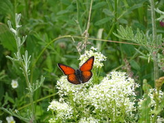 Lycaena candens